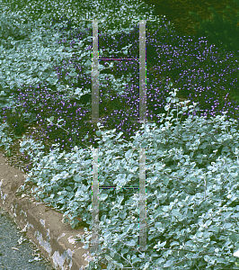 Picture of Helichrysum petiolare 