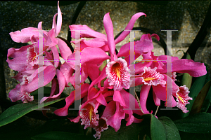 Picture of Cattleya maxima 