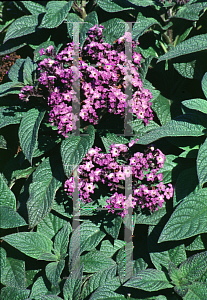 Picture of Heliotropium arborescens 'Marine'