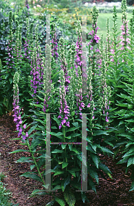 Picture of Lobelia siphilitica 