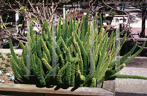 Picture of Asparagus densiflorus 'Myers'