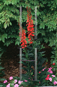 Picture of Lobelia cardinalis 