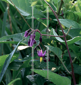 Picture of Solanum dulcamara 