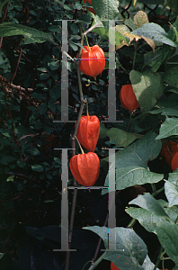 Picture of Physalis alkekengi 