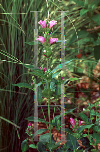 Picture of Chelone lyonii 