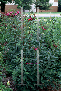 Picture of Vernonia noveboracensis 