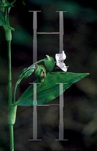 Picture of Commelina coelestis 