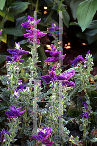 Picture of Salvia viridis 'Claryssa Blue'