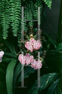 Picture of Zygopetalum mackaii 