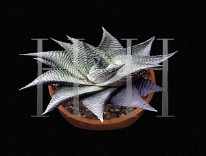 Picture of Haworthia limifolia var. keithii 