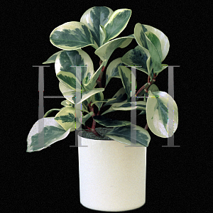 Picture of Peperomia obtusifolia 'Variegata'