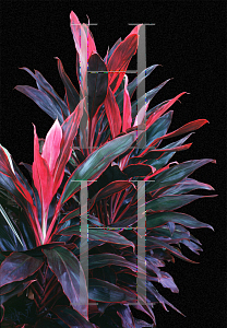 Picture of Cordyline terminalis 