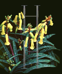 Picture of Lachenalia aloides 'Aurea'