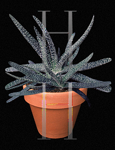 Picture of Gasteria carinata var. verrucosa 