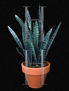 Picture of Sansevieria trifasciata 