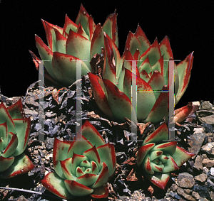 Picture of Echeveria agavoides 'Red Edge'