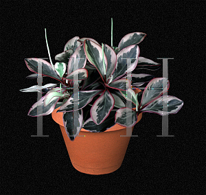 Picture of Peperomia clusiifolia 'Variegata'