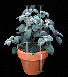 Picture of Plectranthus argentatus 