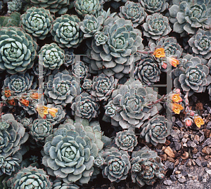 Picture of Echeveria derenbergii 