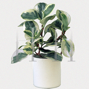 Picture of Peperomia obtusifolia 'Variegata'