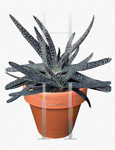 Picture of Gasteria carinata var. verrucosa 