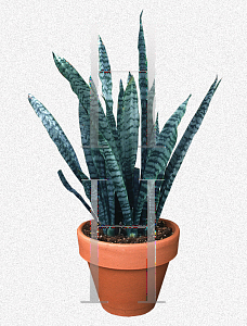 Picture of Sansevieria trifasciata 