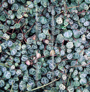 Picture of Peperomia rotundifolia var. pilsior 