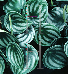 Picture of Peperomia argyreia 