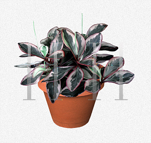 Picture of Peperomia clusiifolia 'Variegata'