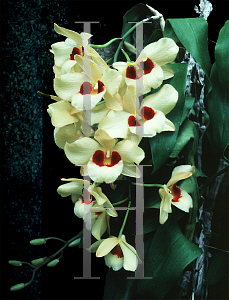 Picture of Dendrobium x 