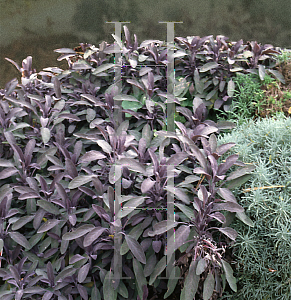 Picture of Salvia officinalis 'Purpurascens'