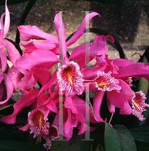 Picture of Cattleya maxima 