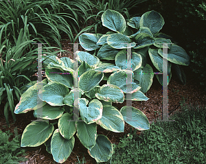 Picture of Hosta sieboldiana 'Frances Williams'