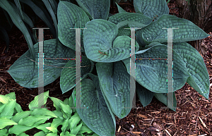 Picture of Hosta  'Sea Monster'