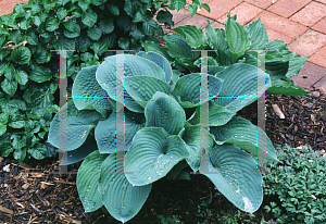 Picture of Hosta sieboldiana 'Elegans'