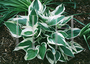 Picture of Hosta fortunei 'Patriot'