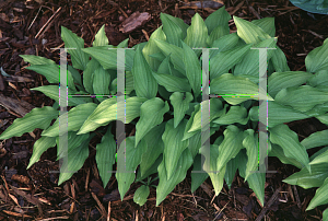 Picture of Hosta  'Lemon  Lime'