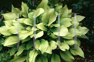 Picture of Hosta  'Sun Power'