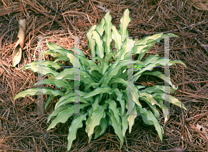 Picture of Hosta sieboldii 'Kabitan'