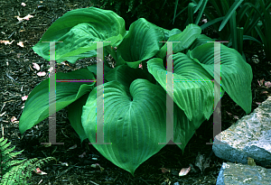 Picture of Hosta  'Sum & Substance'