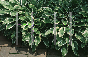 Picture of Hosta  'So Sweet'