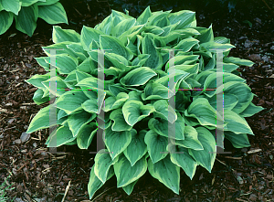 Picture of Hosta  'Golden Tiara'