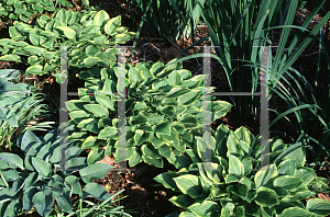 Picture of Hosta  'Golden Tiara'