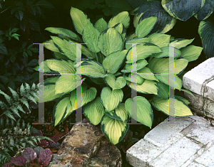 Picture of Hosta  'Gold Standard'