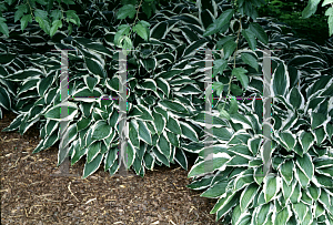 Picture of Hosta  'Ginko Craig'