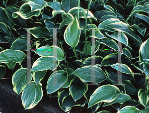 Picture of Hosta fortunei 'Aureo-marginata'