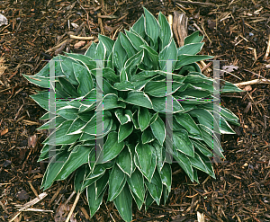 Picture of Hosta  'Allan P. McConnell'