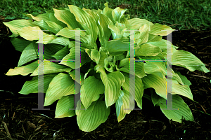 Picture of Hosta  'August Moon'