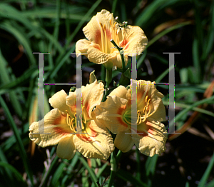 Picture of Hemerocallis  'Black Eyed Stella'