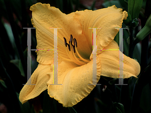 Picture of Hemerocallis  'Goolagong'